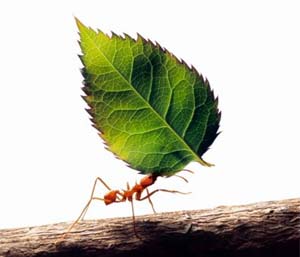 Worker Ants1.jpg